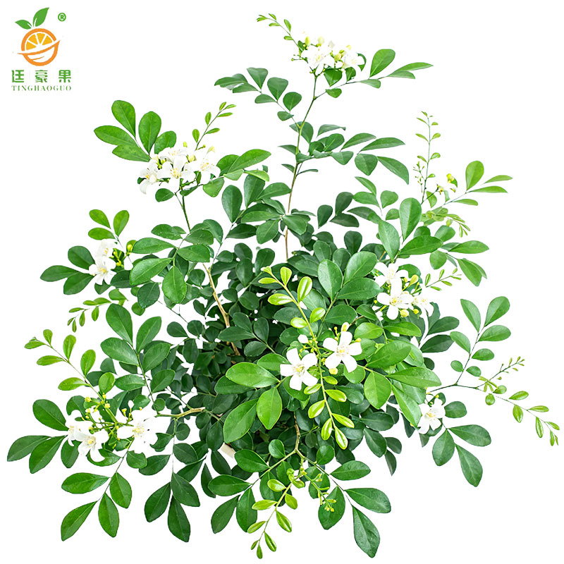 廷豪果 九里香 高40-50cm /棵高清大图