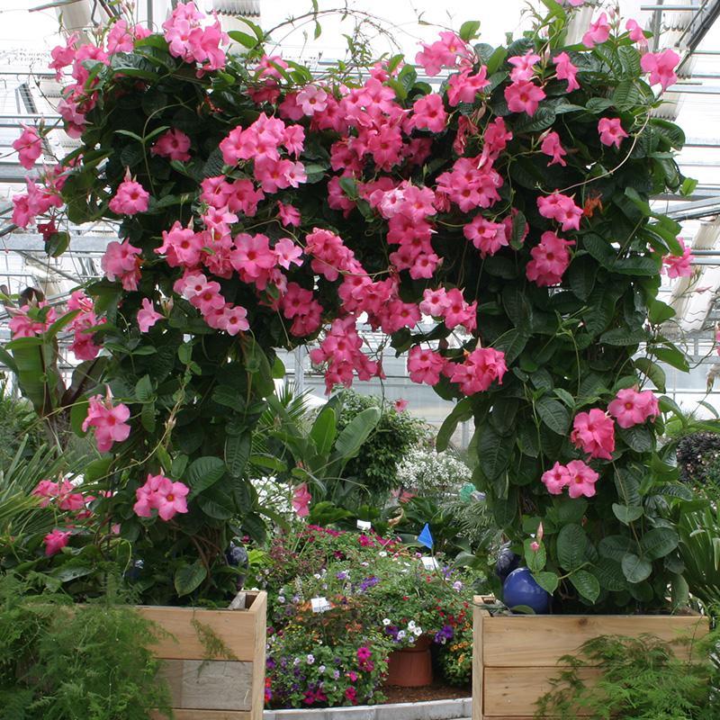 回固 庭院阳台多年生爬藤植物双喜藤万里飘香藤红婵花室内文藤花卉