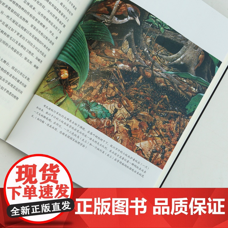 蚂蚁的故事 全方位讲述蚂蚁进化历程 蚂蚁习性 蚂蚁社会诞生 通过蚂蚁社会反观人类社 昆虫科普图鉴高清大图