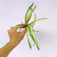 正品下山兰花春兰进化矮种兰花苗办公桌绿植花卉盆栽1苗代表1件，所以几苗拍几件不含盆
