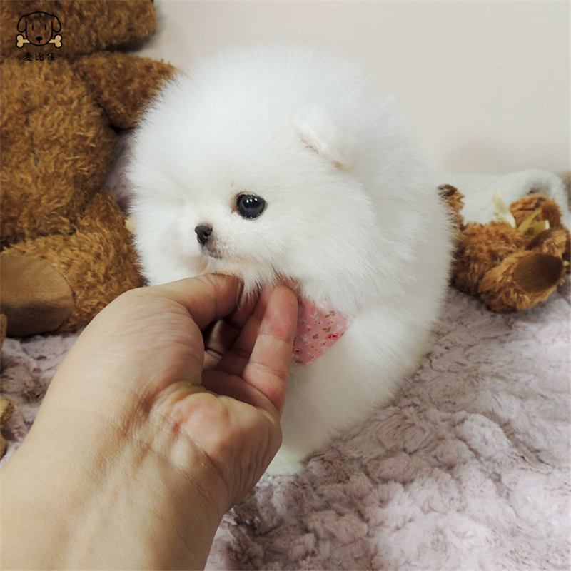 麦比佳狗狗活体 纯种博美犬幼犬哈多利系球体博美俊介狗 长不大茶杯犬 玩具型迷你袖珍博美宠物狗微小体杯子狗 视频挑选高清大图