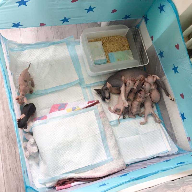 简易猫产房折叠免安装怀孕猫产房用品狗狗生产窝猫咪帐篷宠物帐篷高清大图