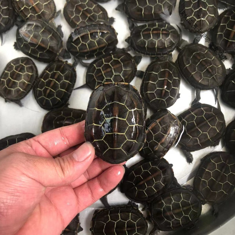 5-6厘米金线草龟(大苗) 单身一只