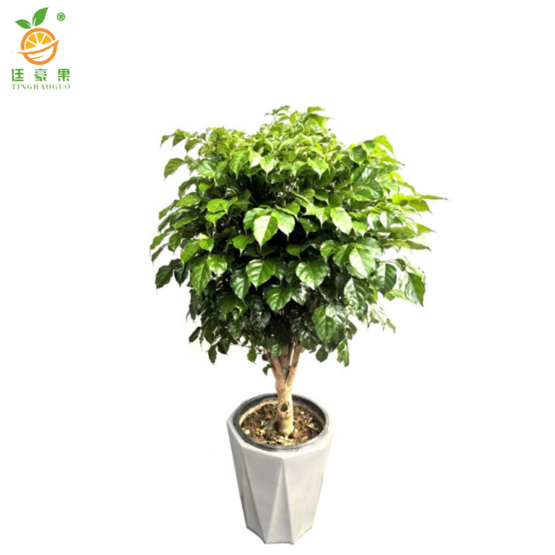 廷豪果 幸福树盆栽 XZ-1465# /盆高清大图