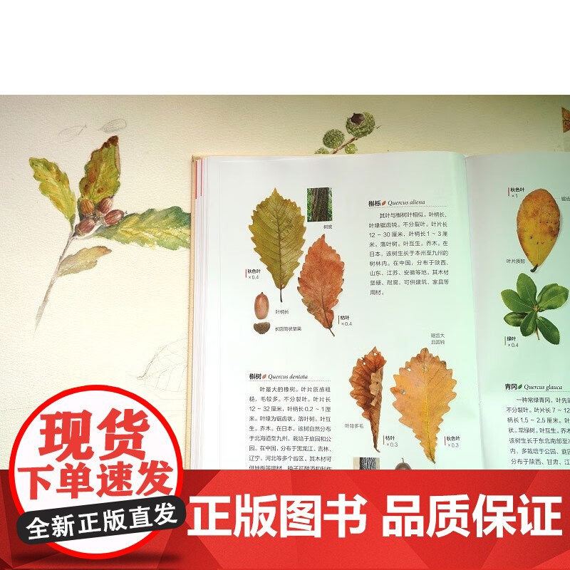 落叶观察手册 安田守 著 科普读物高清大图
