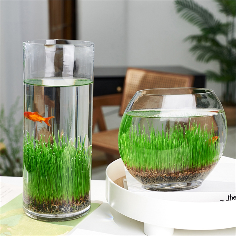 米妮diy创意鱼缸生态瓶玻璃插花瓶水培草种子四季微景观摆件