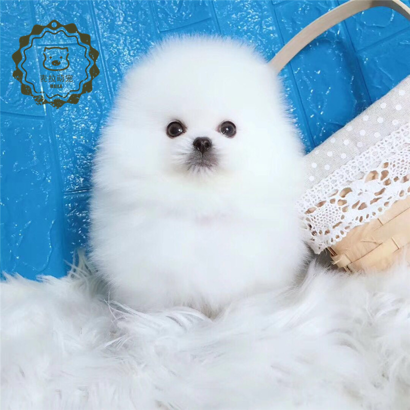 豆乐奇 Douleqi 狗狗豆乐奇纯种博美犬幼犬活体茶杯犬俊介小型犬宠物狗狗长不大迷你可爱家养狗狗 价格图片品牌报价 苏宁易购麦拉萌宠专营店