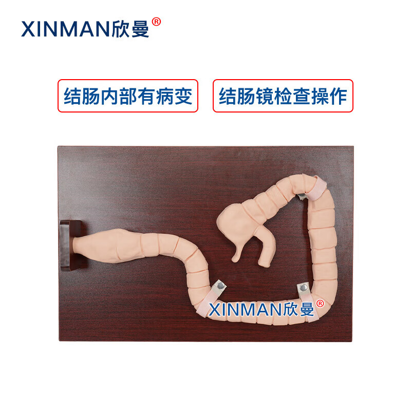 欣曼科教 乙状结肠镜检查操作训练模型 消化内镜练习模型XM-LCJ高清大图