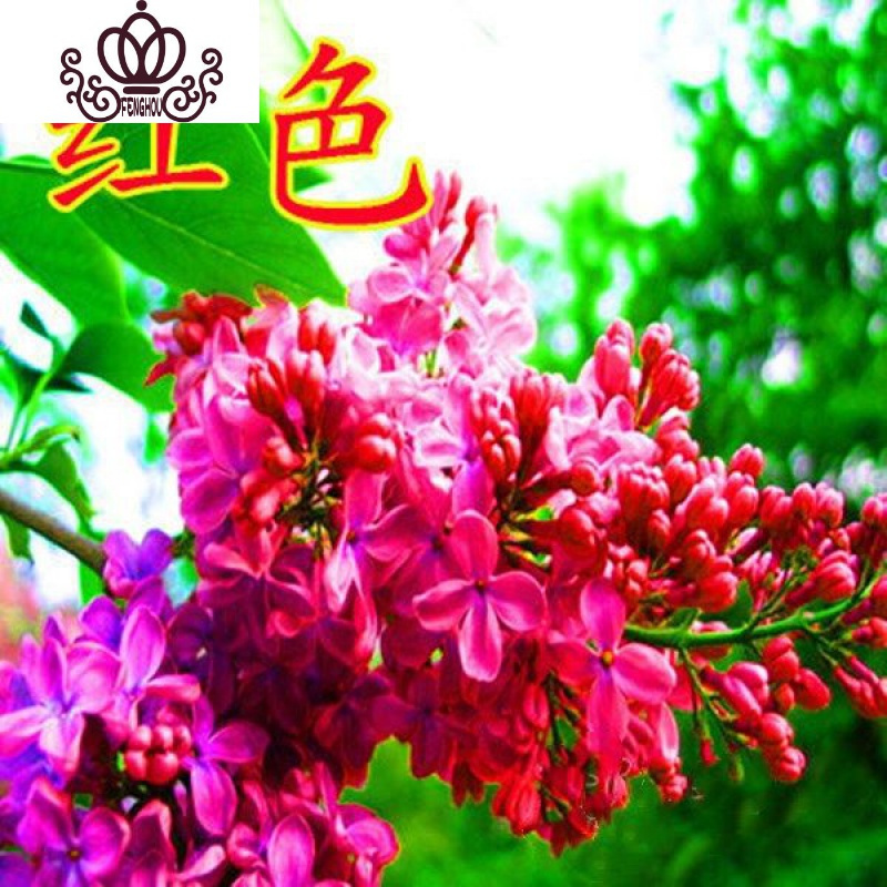 花卉树苗阳台盆栽植物丁香花苗室内外开花绿植 红色丁香花4年苗丛生