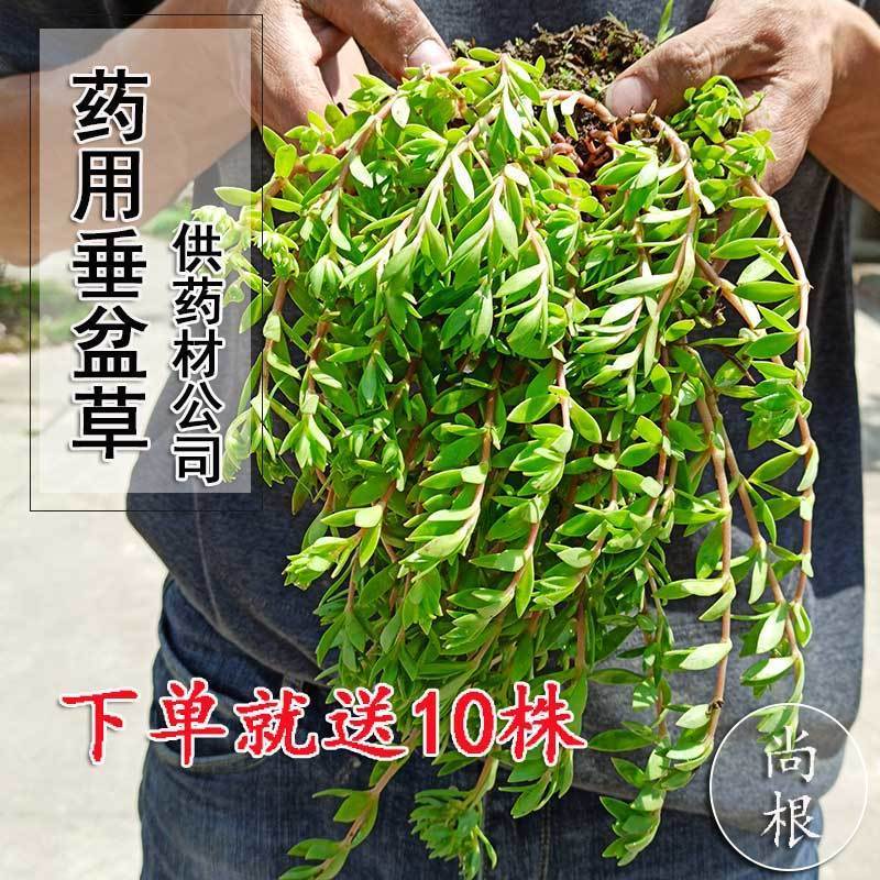 正宗野生中药垂盆草可直接食用可种植垂藤植物现采现发养不死耐活