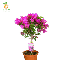 廷豪果 三角梅 50-60cm /根