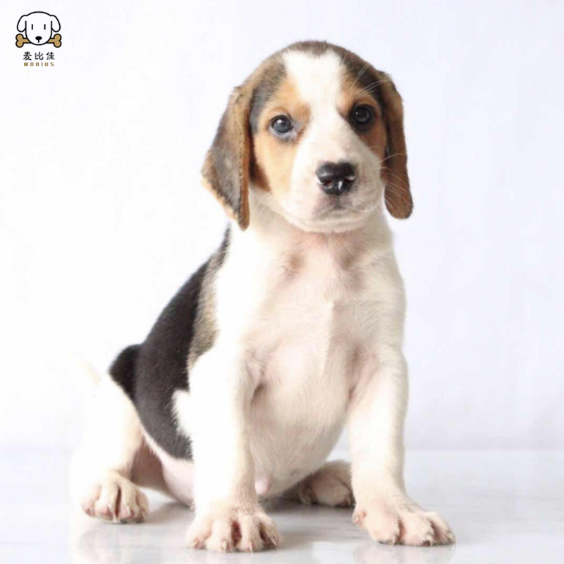 麦比佳比格犬幼犬 比格犬狗狗活体 纯种血统家庭犬小体比格幼崽短毛米格鲁犬比格宠物狗健康保障视频挑选高清大图