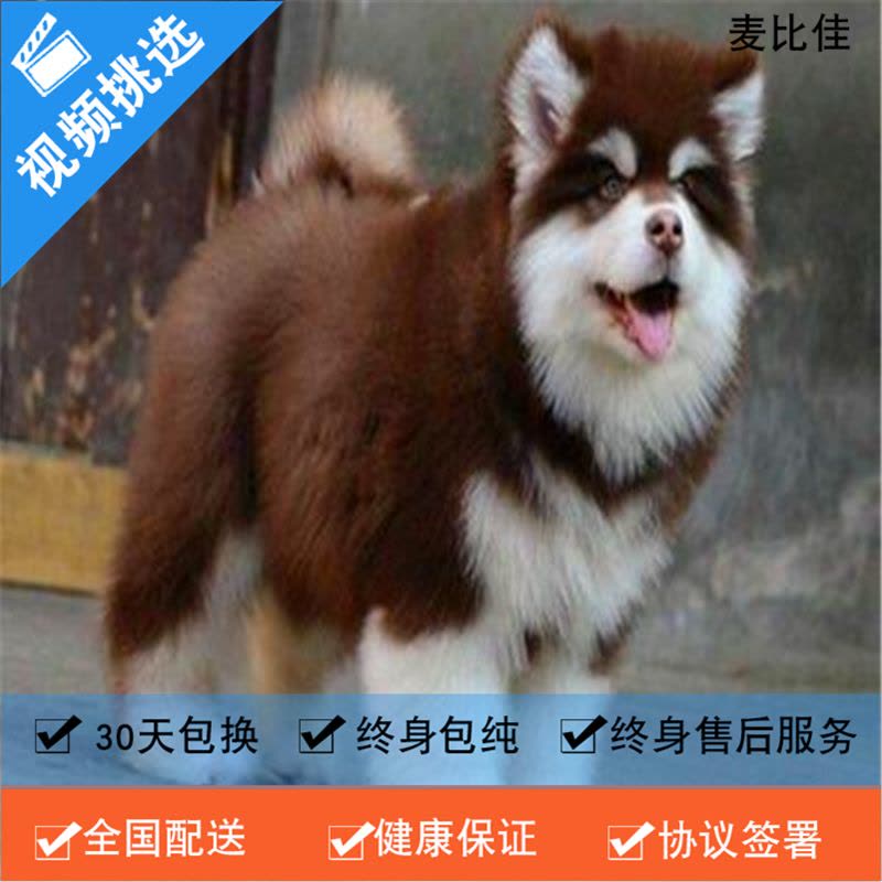 麦比佳 纯种巨型阿拉斯加幼犬活体宠物 熊版十字脸阿拉斯加雪橇犬 双血统烟灰色桃脸阿拉斯加幼崽 巨大型雪橇犬阿拉斯加犬2图片