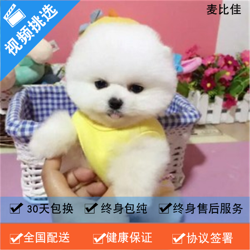 麦比佳 纯种哈多利系球体博美犬幼犬俊介 日系俊杰双血统长不大的茶杯狗白色博美犬 赛级博美犬活体狗狗纯种博美犬终身包纯种
