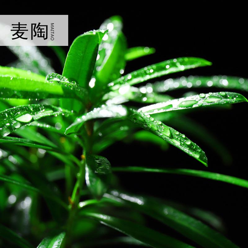 美帮汇创禅意哥窑陶瓷花盆室内家用桌面简约透气盆栽绿萝兰植物装饰品高清大图