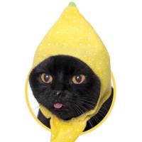 日系搞笑宠物猫咪专属头巾头套变身菠萝造型毛绒帽子装饰装扮 梨(蛋壳+纸)