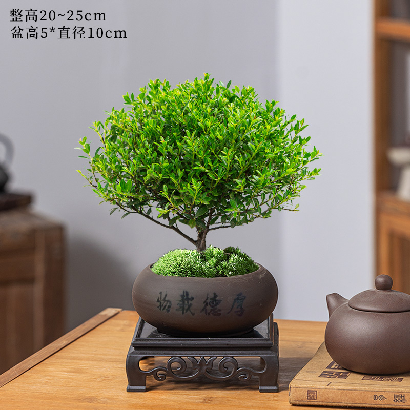 小叶赤楠老桩盆栽盆景迷你植物室内花卉办公室桌面小绿植好养四季 精品小叶赤楠+厚德载物紫沙盆+底托+苔藓