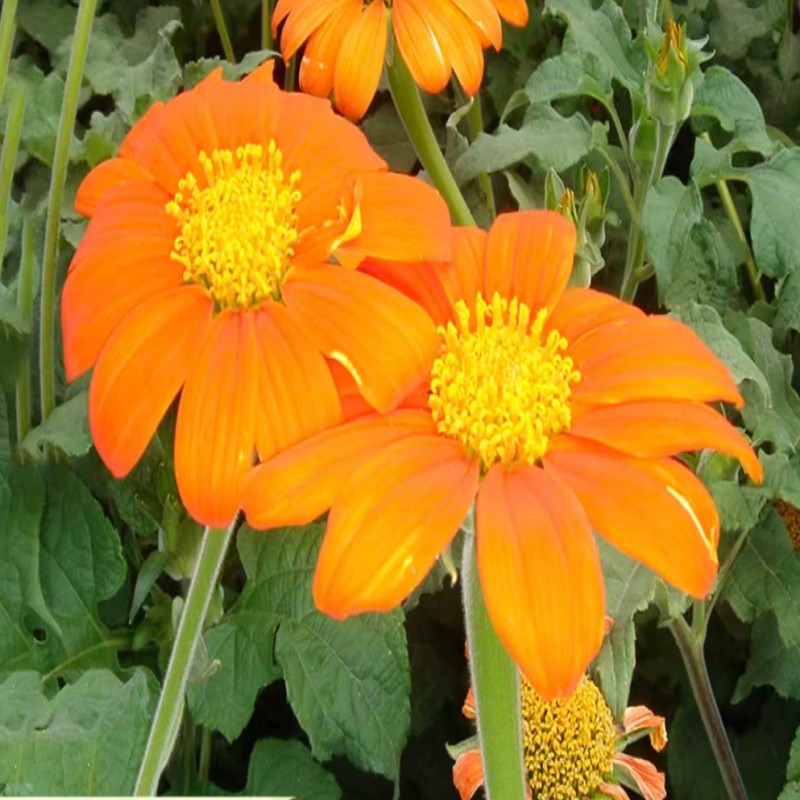 肿柄菊 2000粒高清大图