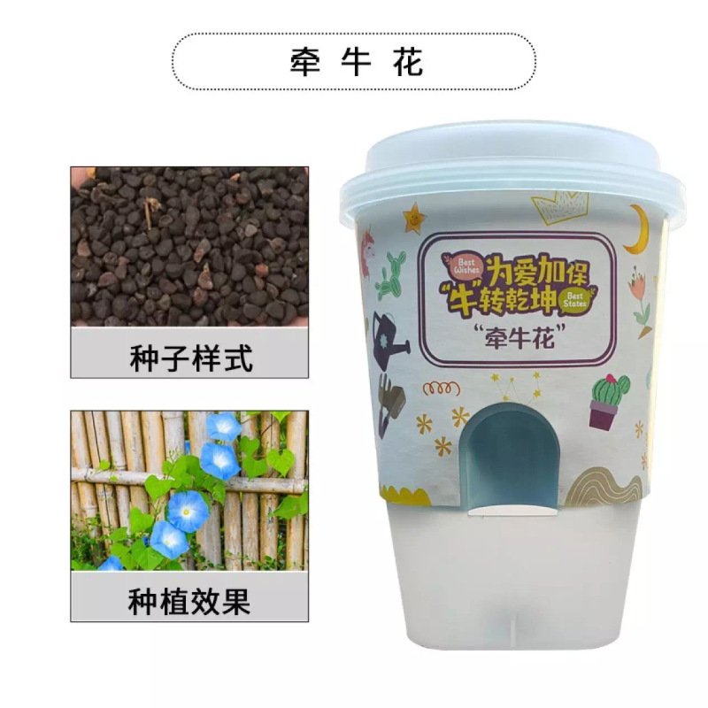 花样汇开心农场牵牛花魔术花盆