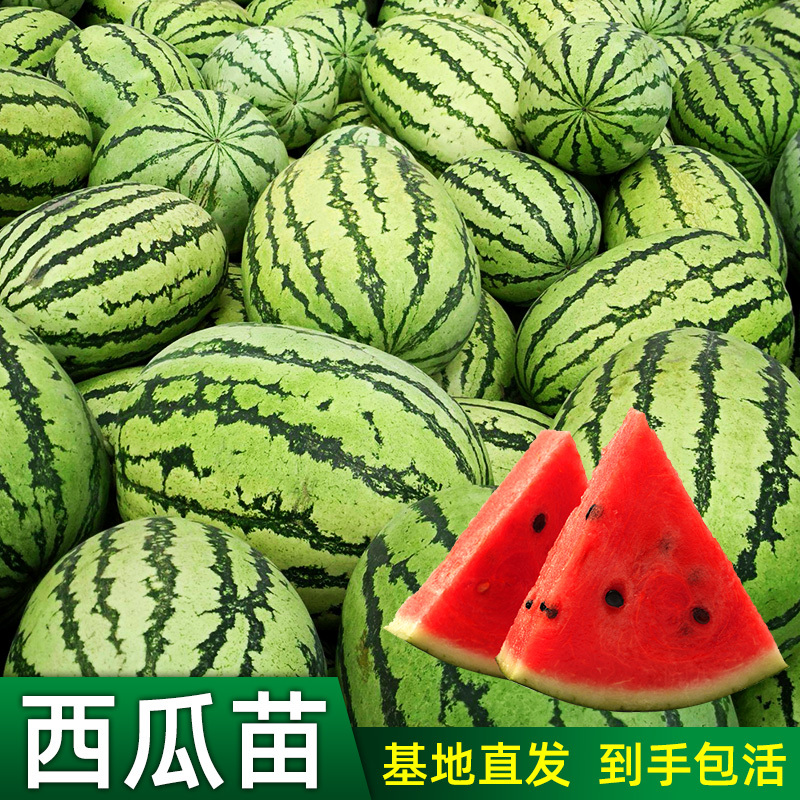 奥纳斯园艺用品盆栽西瓜种籽水果种子拇指面瓜甜瓜香瓜绿宝羊角蜜种孑苗秧大8424 价格图片品牌报价 苏宁易购艾维嘉居家日用专营店