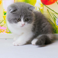 英短蓝白起司猫咪 幼犬 英短蓝白幼猫 纯种英国短毛猫幼崽 小猫咪 宠物级 血统级均有 蓝白