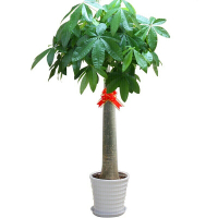 发财树 花卉绿植盆栽 室内居家桌面阳台 办公室绿植