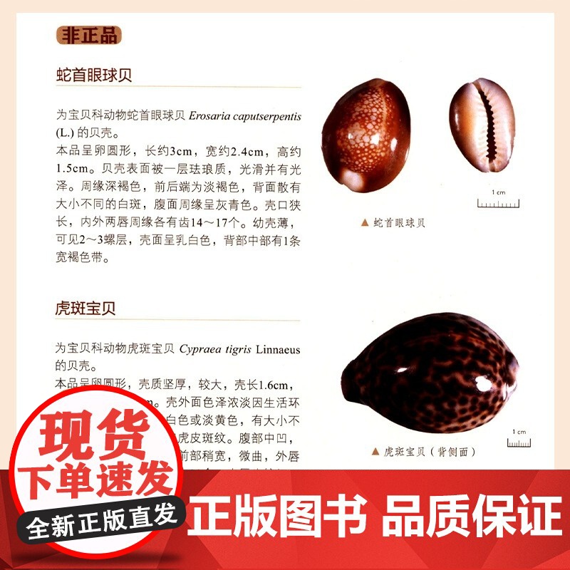 正版[全4册] 中国中药材及饮片真伪鉴别图典 中药书籍大全 铜版纸彩图 中草药图谱 中国药典书 十三五重点图书 广东高清大图