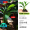 鱼缸造景莫斯沉木水榕无土植物懒人增氧真水草趴地矮珍珠陀草