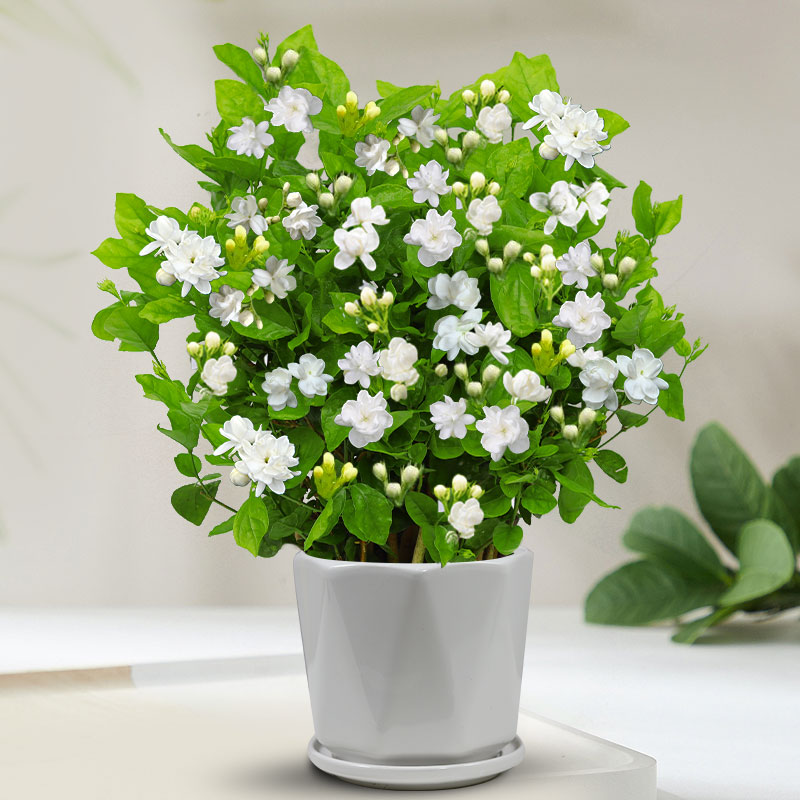 茉莉花苗盆栽带花苞九里香老桩驱蚊花卉植物室内浓香四季开花物内 含盆 带花苞发货茉莉花6年苗10棵白色陶瓷盆+肥料