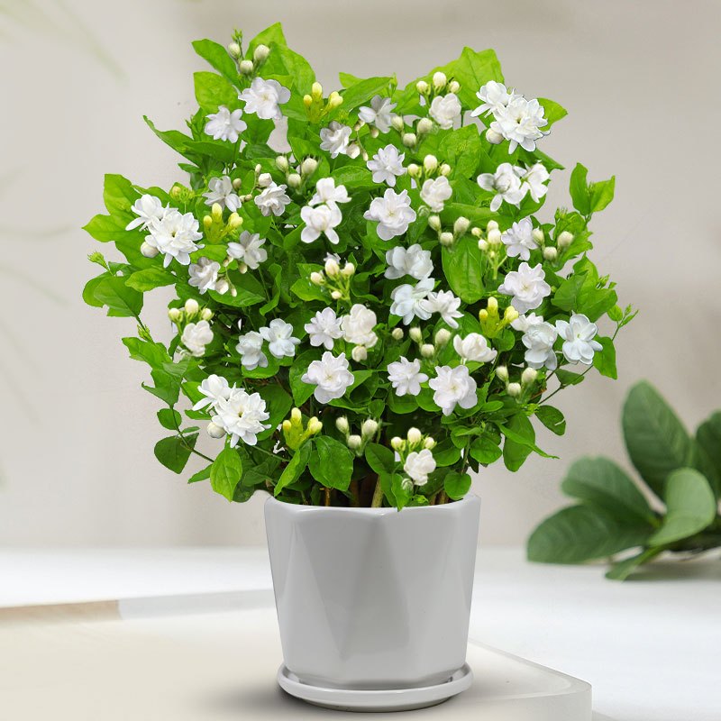 茉莉花苗盆栽带花苞九里香老桩驱蚊花卉植物室内浓香四季开花好养