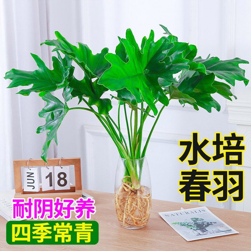 [补贴10%]水培植物春羽盆栽蔓绿绒室内龟背竹春雨绿植常青绿萝好养办公桌面高清大图