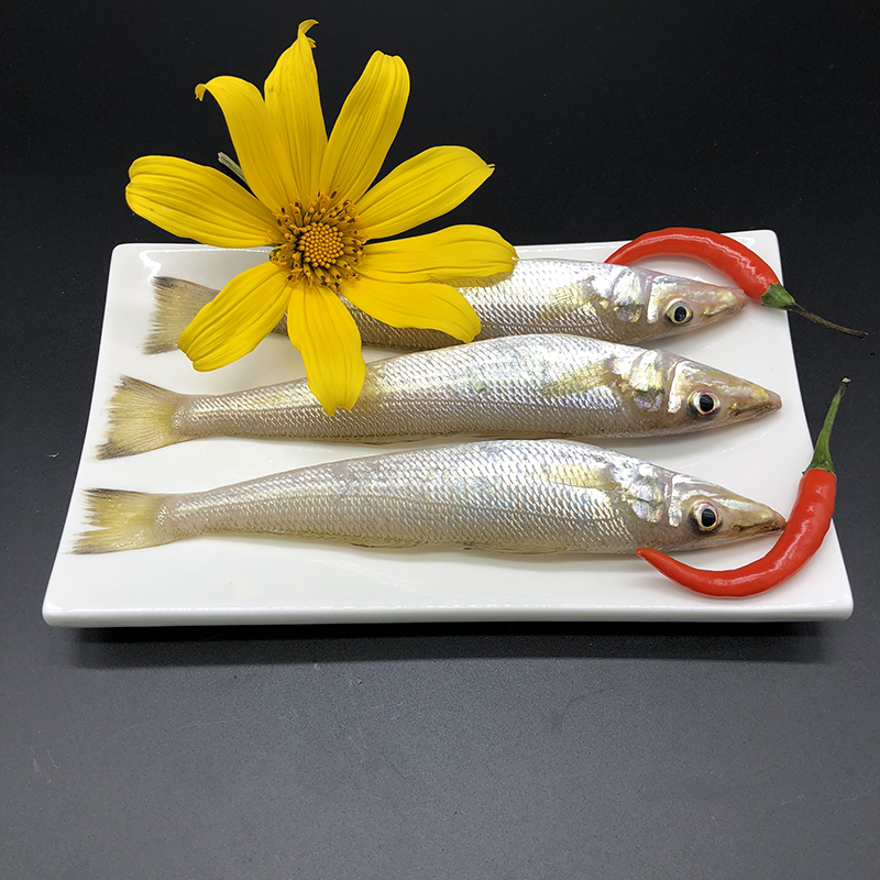 沈志雄船长 东山岛海鲜海钓梭子鱼沙尖鱼 16-24条 /1000g 金梭鱼海鲜礼包