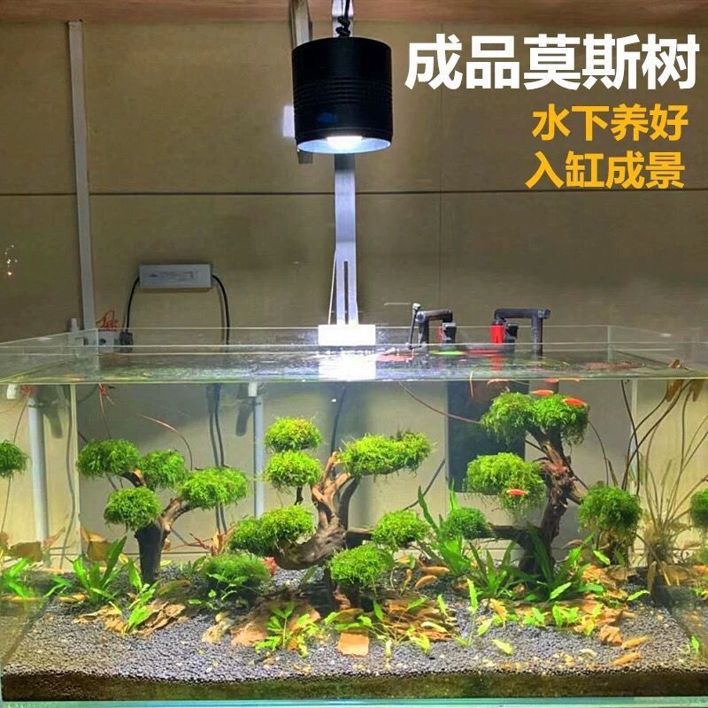 莫斯树成品生态鱼缸造景水草真草缸植物活莫斯装饰沉木套餐迎客松