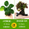 大九叶皇冠草真水草鱼缸装饰懒人水草淡水有茎类中后景性草