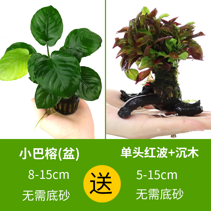 大九叶皇冠草真水草鱼缸装饰懒人水草淡水有茎类中后景性草