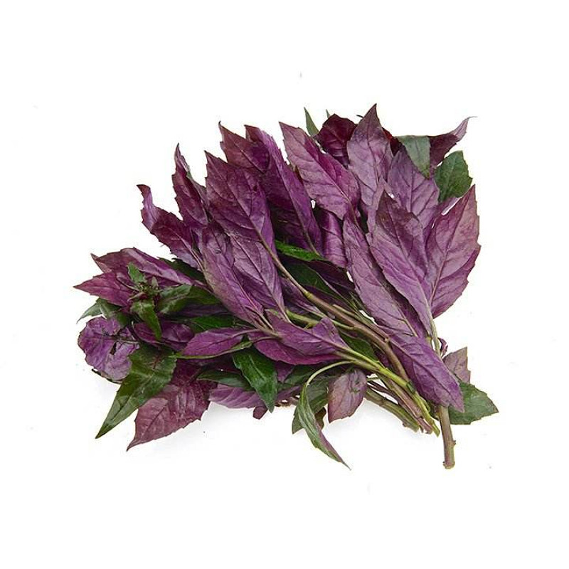 新鲜紫背菜四川紫背天葵血皮菜顺丰果浓蔬菜新鲜观音菜嫩叶1kg参数