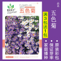 花种子四季播盆栽雏菊向日葵薰衣草太阳花种籽孑大全虞美人种植 均码 五色菊约200粒