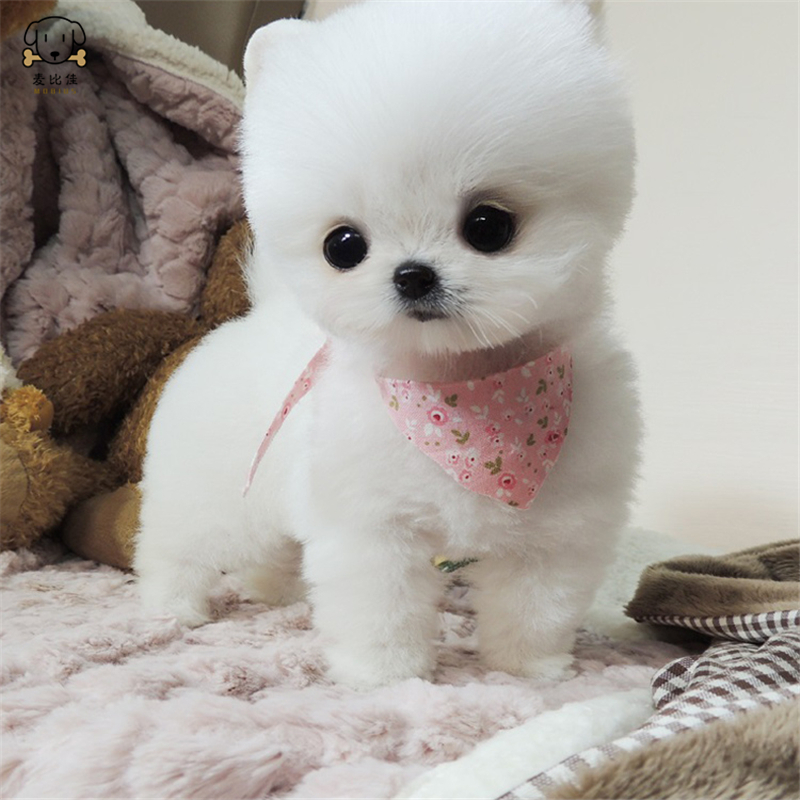 麦比佳狗狗活体 纯种博美犬幼犬哈多利系球体博美俊介狗长不大茶杯犬玩具型迷你袖珍博美宠物狗微小体杯子狗视频挑选高清大图