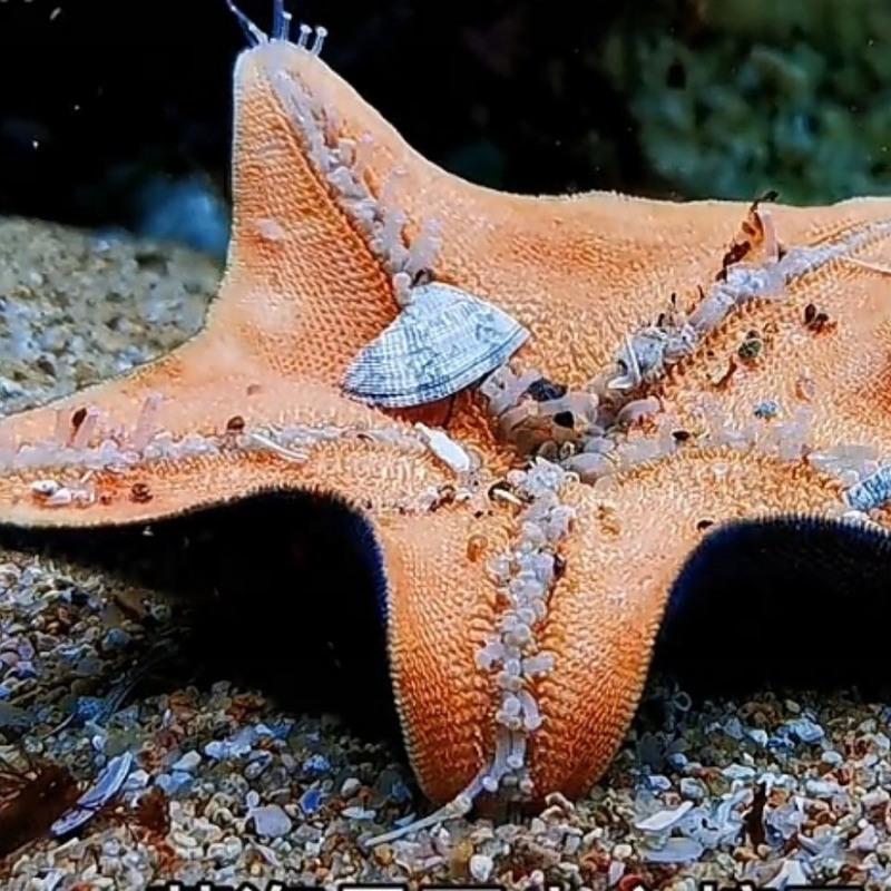 海星活宠物活体野生海水鱼缸迷你海洋生物观赏动物活的翻砂小海星