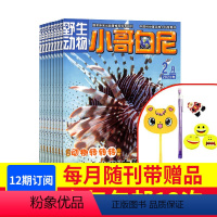 【正版】 小哥白尼杂志动物画报杂志订阅 杂志铺 2024年1月起订阅 全年共12期 小学生课外阅读科普百科全书少儿阅读