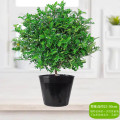 清香胡椒木盆栽花卉室内外驱蚊草植物树苗老桩盆景九里香绿植客厅 默认 精选6年清香驱蚊大苗（原土不含盆）送营养肥