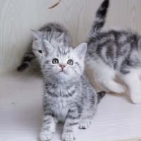 美短银虎斑猫 美短银虎斑猫 美短银渐层美短猫 美国短毛猫幼 猫美短虎斑猫咪 幼崽