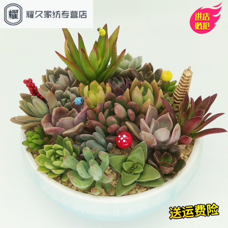 多肉植物叶片多肉叶插进口贵货套餐种子一斤肉肉花卉组合盆栽(请先与客服确认再下单)
