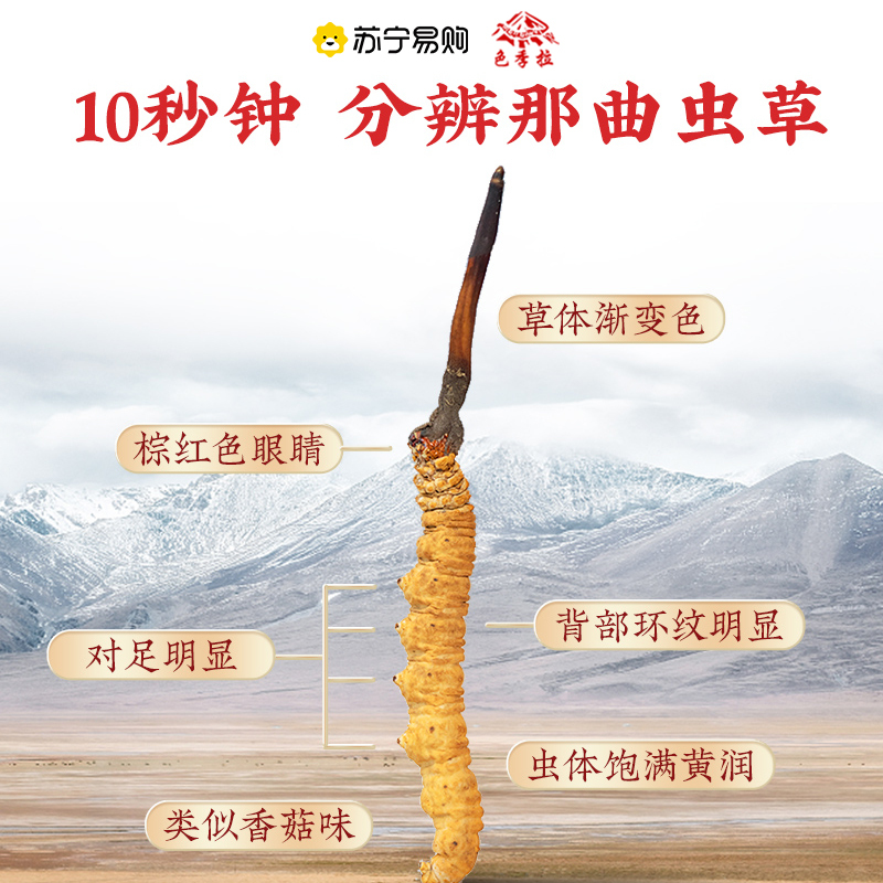 色季拉 冬虫夏草 4根/克 100克装