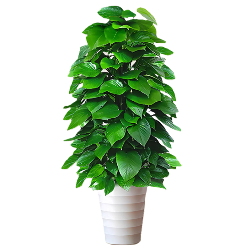 诚智旺 一年生绿萝柱 180cm / 盆