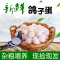[熊猫鸟]新鲜鸽子蛋 50枚 17-22g/个 农家散养杂粮土鸽蛋白鸽蛋宝宝辅食
