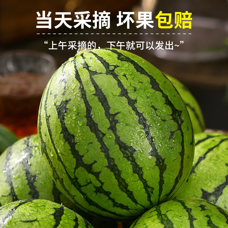 顺丰快递[熊猫鸟]现摘2k小糖丸西瓜 净重5-5.5斤 2个装 新鲜网红脆甜蜜瓜整箱