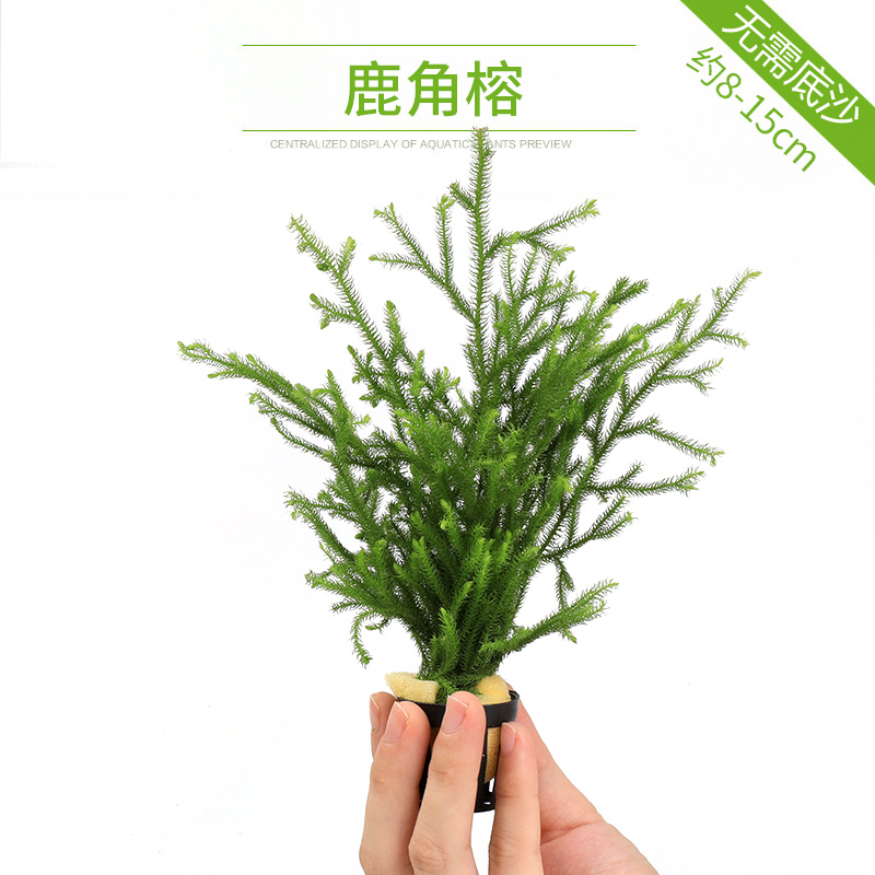 大九叶皇冠草真水草鱼缸装饰懒人水草淡水有茎类中后景性草 鹿角藓 默认尺寸