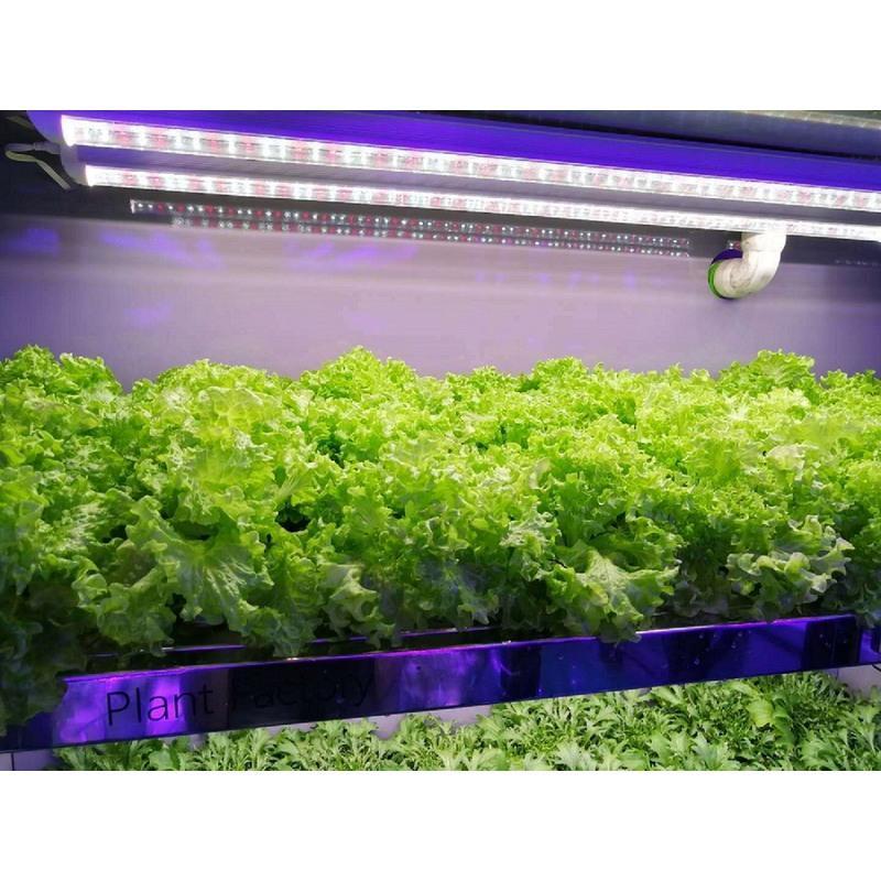 led红蓝白植物生长灯大棚蔬菜工厂室内水培叶菜全光谱t8补光灯管