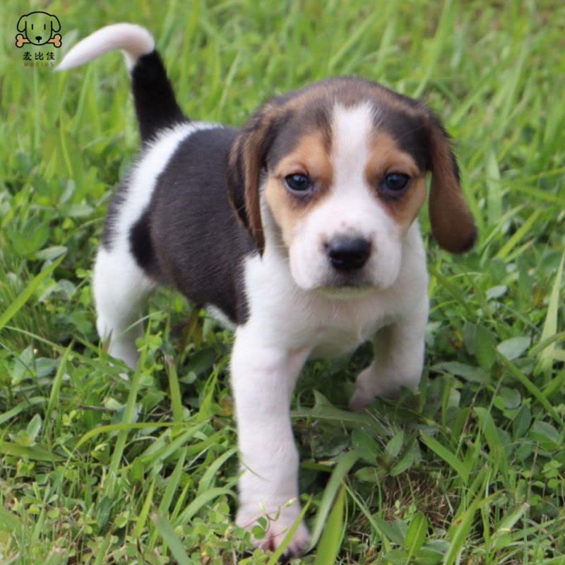 麦比佳宠物 比格犬幼犬 宠物狗比格犬狗狗活体纯种双血统短毛猎兔犬比格鲁中小型高智商家庭犬比格打猎狗视频挑选包健康图片